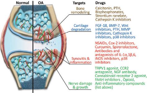 cartrophen hevonen|A Disease Modifying Osteoarthritis Drug